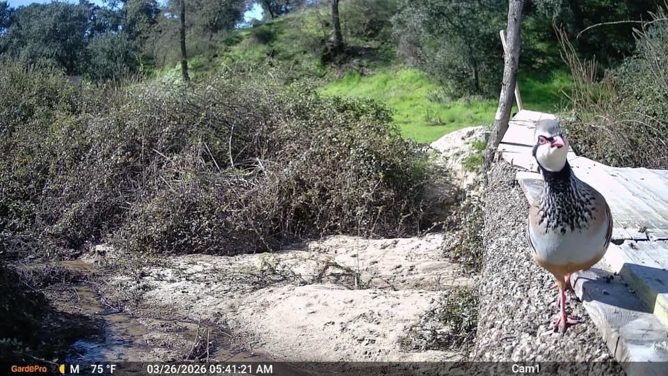 Fauna silvestre en un territorio gestionado
